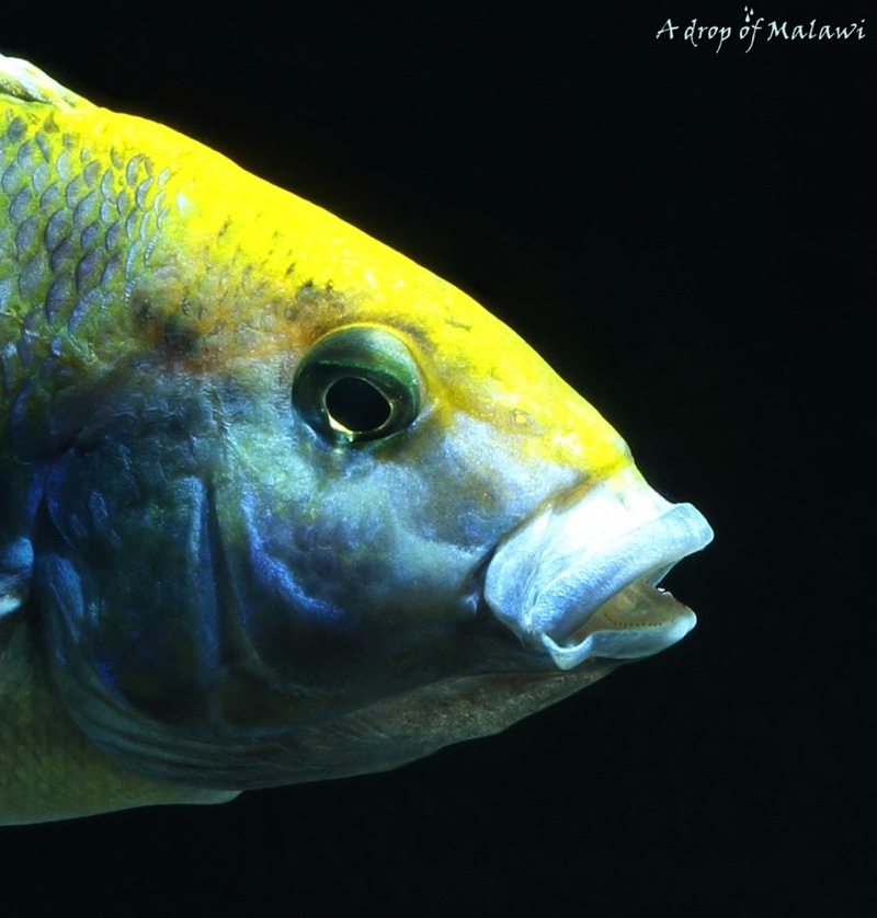Nimbochromis venustus